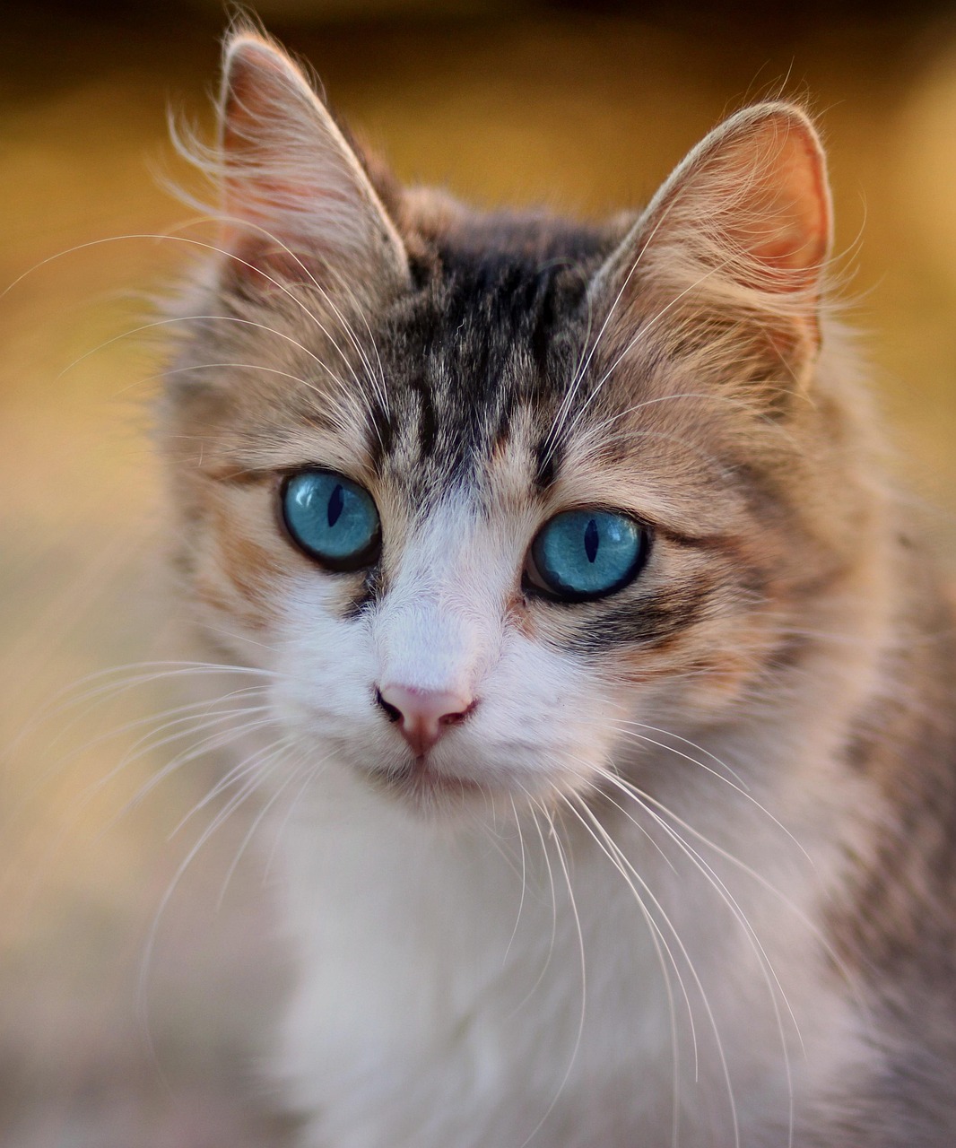 cat, blue eyes, pet, feline, cat's eyes, brown cat, brown eye, animal, brown pets