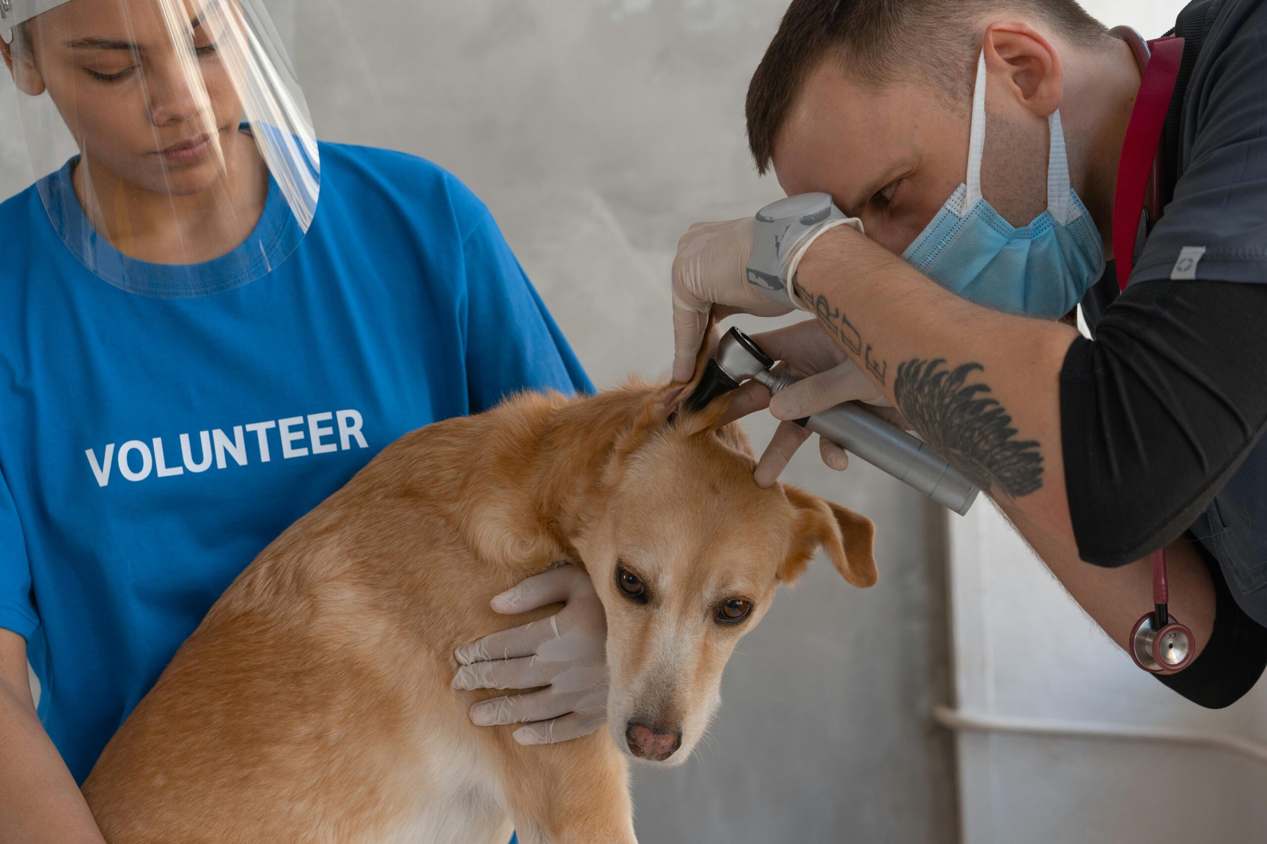 Vet performs checkup on dog with help from volunteer assistant indoors.