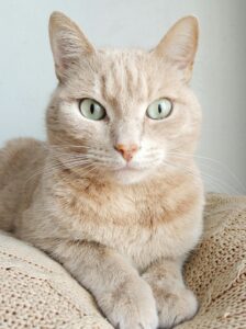 Close-up portrait of a cute domestic cat with green eyes resting indoors.