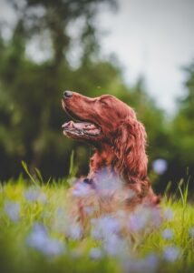 irish setter, flower background, flower wallpaper, dog, beautiful flowers, pet, animal, canine, nature, summer meadow, grass, hunting dog, beautiful, flowers