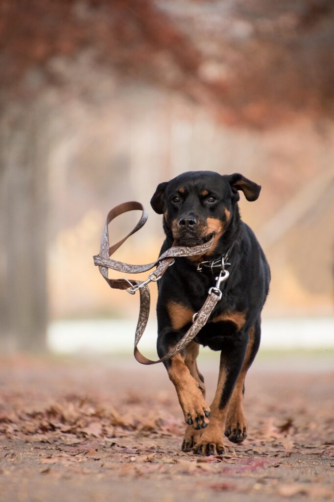 rottweiler, dog, running, mammal, animal, autumn, leaves, brown, nature, play, leash, run, running dog, playful, playful dog, pet, canine, portrait, dog portrait